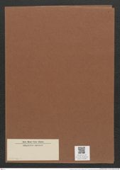 Nitzschia sp. (de-Toni-Nr.: Genus 47, Species 2150 var. ?) Zeichnungen Sammlung Grunow Mappe 02286 (Herbarium_W_Grunow_drawings_Folder_02286)